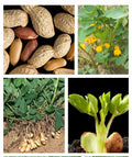 Garden Peanut Seeds - 25+ Arachis hypogaea Heirloom Groundnut for Home Gardening, USA Grown
