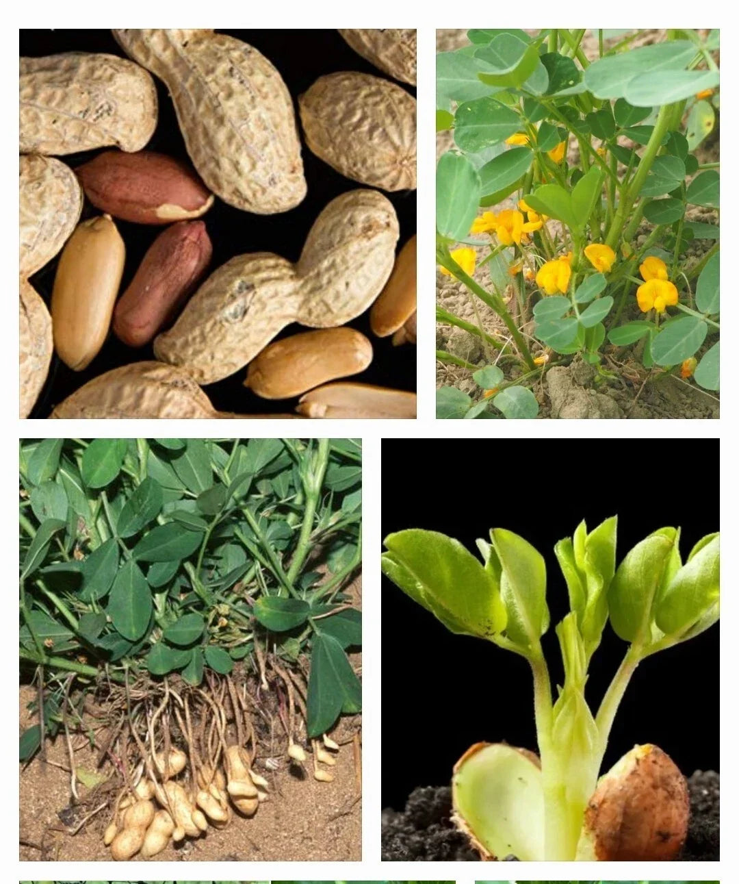 Garden Peanut Seeds - 25+ Arachis hypogaea Heirloom Groundnut for Home Gardening, USA Grown