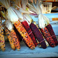 Indian Corn Seeds - Heirloom Non-GMO Zea Mays for Planting, Colorful Ears, Garden or Decoration, 120+ Seeds