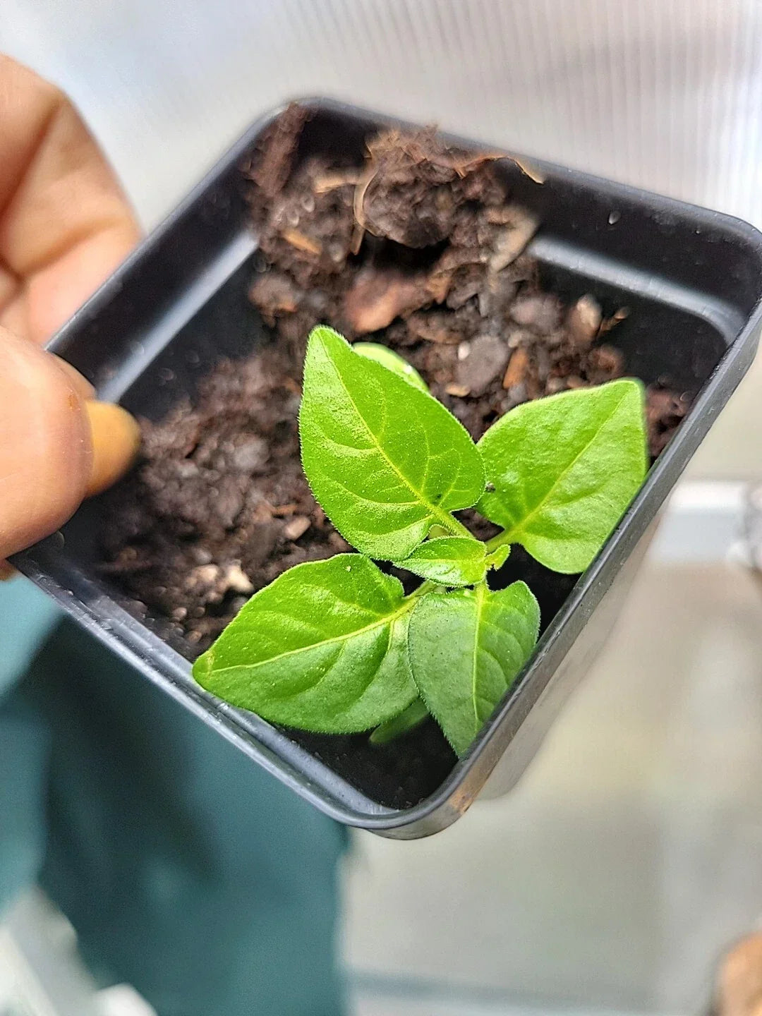 Live Organic Tabasco Pepper Plant - 4-Inch Pot, Capsicum frutescens, Fresh, Healthy, Compact, Indoor or Outdoor Garden