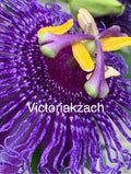 Purple Passion Flower Seeds - Organic Passiflora edulis Lilikoi Vine for Garden, Trellis & Landscape