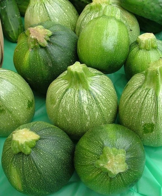 Organic Round Zucchini Seeds - Non-GMO, Open Pollinated, Summer Squash, Cucurbita pepo, 30 Seeds