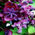 Chocolate Vine Seeds - 3-Leaf Akebia trifoliata Climbing Plant Pack of Seeds for Hardy Fruit Flower Climber