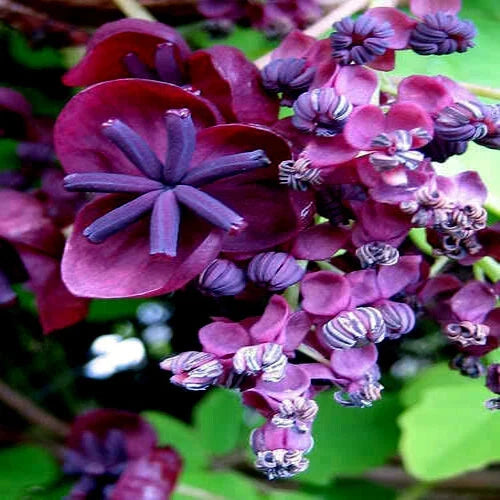 Chocolate Vine Seeds - 3-Leaf Akebia trifoliata Climbing Plant Pack of Seeds for Hardy Fruit Flower Climber