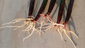5 Live Red Mangrove Plants – Rhizophora Mangle Propagules for Aquarium & Tank Filtration