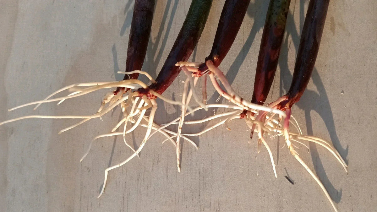 5 Live Red Mangrove Plants – Rhizophora Mangle Propagules for Aquarium & Tank Filtration
