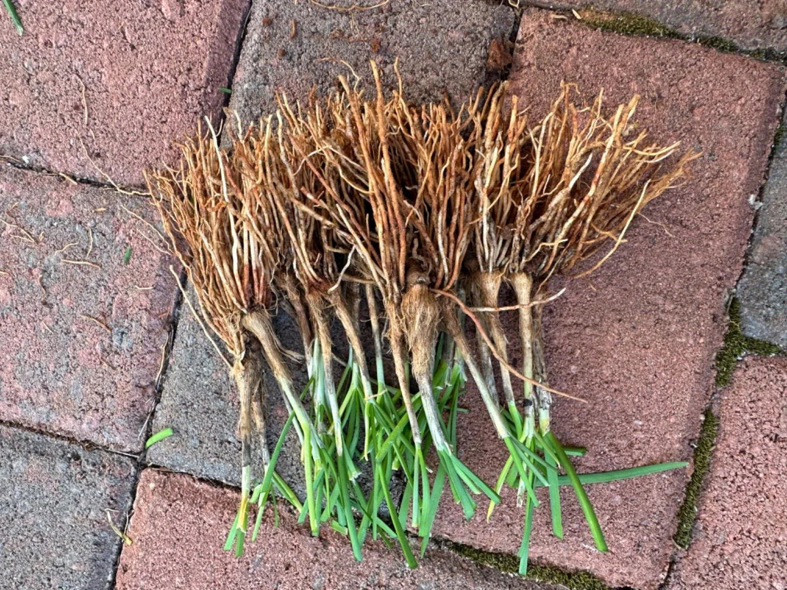 Fresh Garlic Chives Plants – 50 Bare Root Allium tuberosum Perennial Herb for Vegetable Gardens and Containers