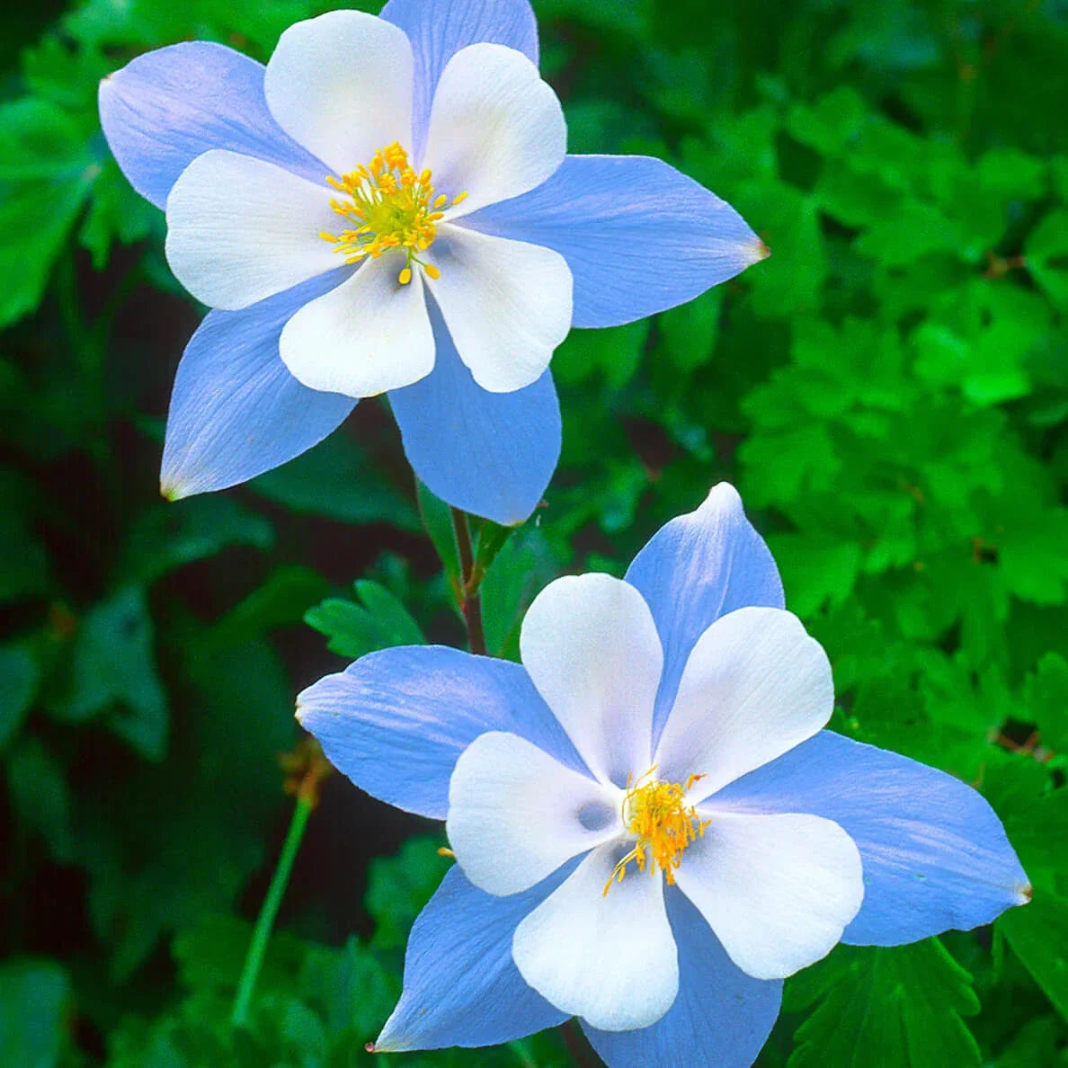 Blue Star Columbine Seeds | Perennial Flowering Seeds | Aquilegia caerulea | Non-GMO Garden Planting Pack
