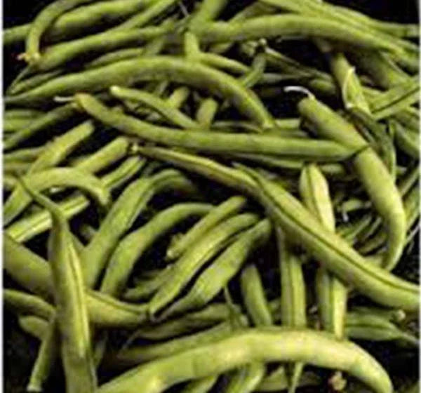 Heirloom Commodore Bush Bean Seeds – Non-GMO, Organic Green Beans, 50+ Pack, Compact Bush Variety for Home Gardening
