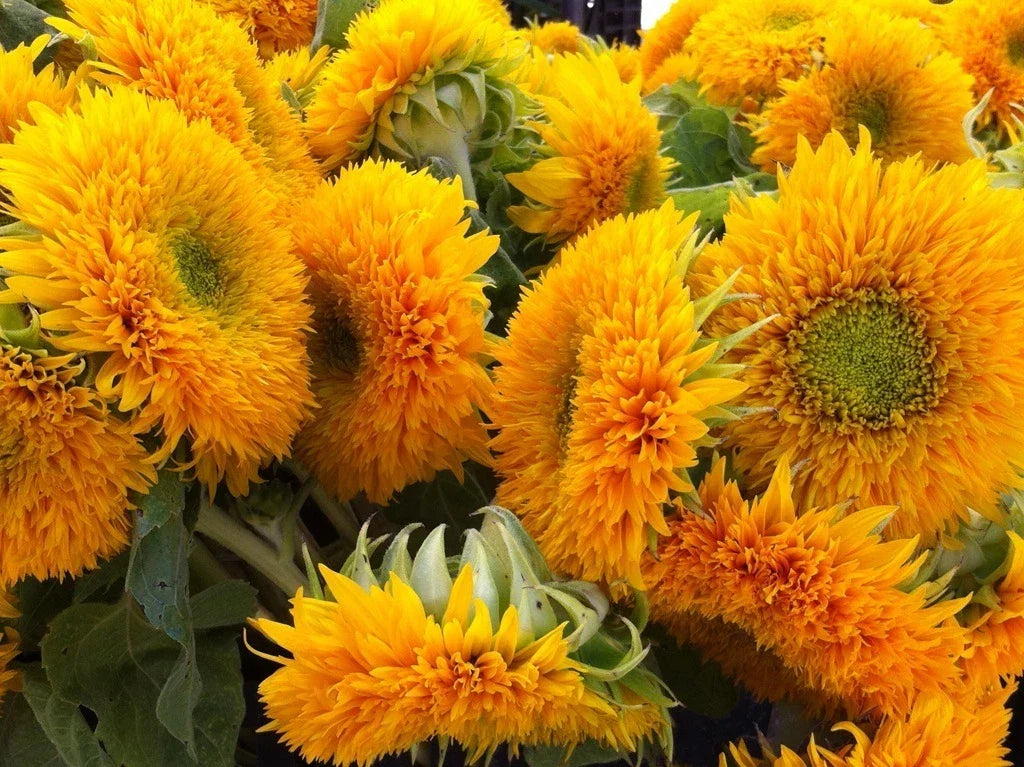 Teddy Bear Sunflower Seeds - 25 Pack Fluffy Double Flowers Helianthus annuus for Garden, Cut Flowers, Pollinator Attracting