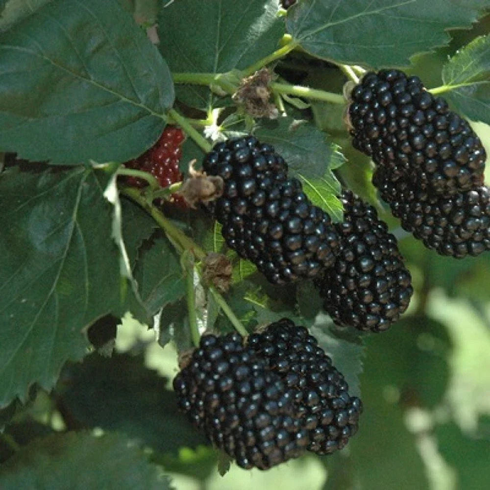 Prime-Ark Freedom Floricane Blackberry Plant Plug – Edible 2-4 Inch Rubus fruticosus Fruit Bush