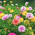 Moss Rose Seeds - Portulaca grandiflora Double Mix - 2000 Seeds for Garden, Containers, Rock Gardens