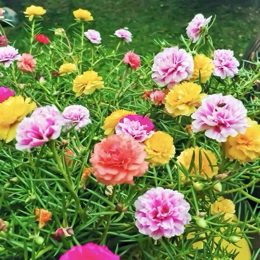 Moss Rose Seeds - Portulaca grandiflora Double Mix - 2000 Seeds for Garden, Containers, Rock Gardens