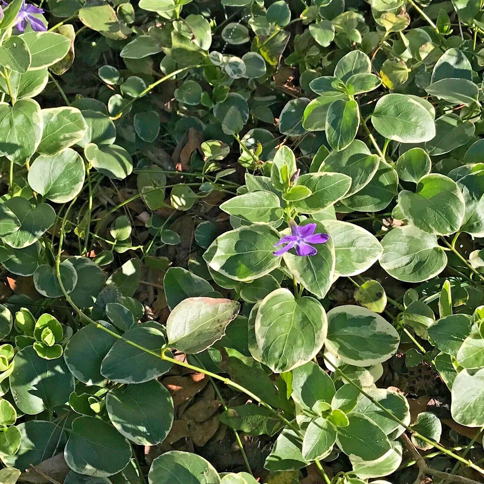 Variegated Vinca Groundcover Starter Vines – Lavender Periwinkle, Vinca minor, 8 Rooted Plants