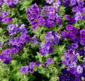 Phlox Seeds - 100 Non-GMO Beauty Blue Dwarf Variety - Rare Blue Blooms, Pollinator Attractor, Phlox subulata