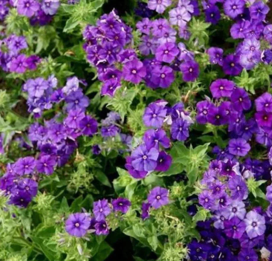 Phlox Seeds - 100 Non-GMO Beauty Blue Dwarf Variety - Rare Blue Blooms, Pollinator Attractor, Phlox subulata