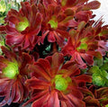 Large Aeonium VELOUR Succulent Cutting - Variegated Indoor Garden Plant