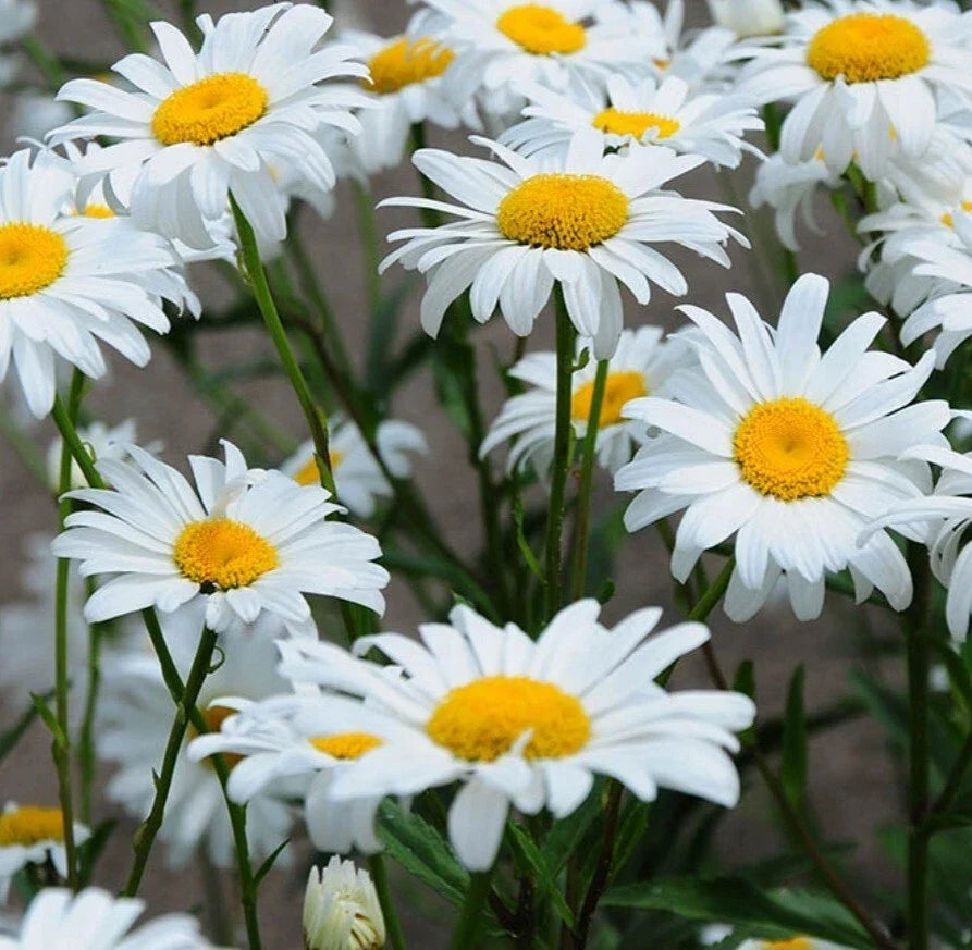Shasta Daisy Bare Root Live Plant – Perennial White & Yellow Flowers – Leucanthemum × superbum