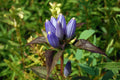 Bottle Gentian Seeds - 570 Count Blue Perennial Flower Gentiana andrewsii for Gardens, Borders, Pollinator Attractant