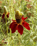 Dwarf Red Coneflower Seeds - Mexican Red Hat Rudbeckia fulgida Columnar Upright Prairie Flower