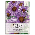 New England Aster Seeds - Purple Blooms, Aster novae-angliae