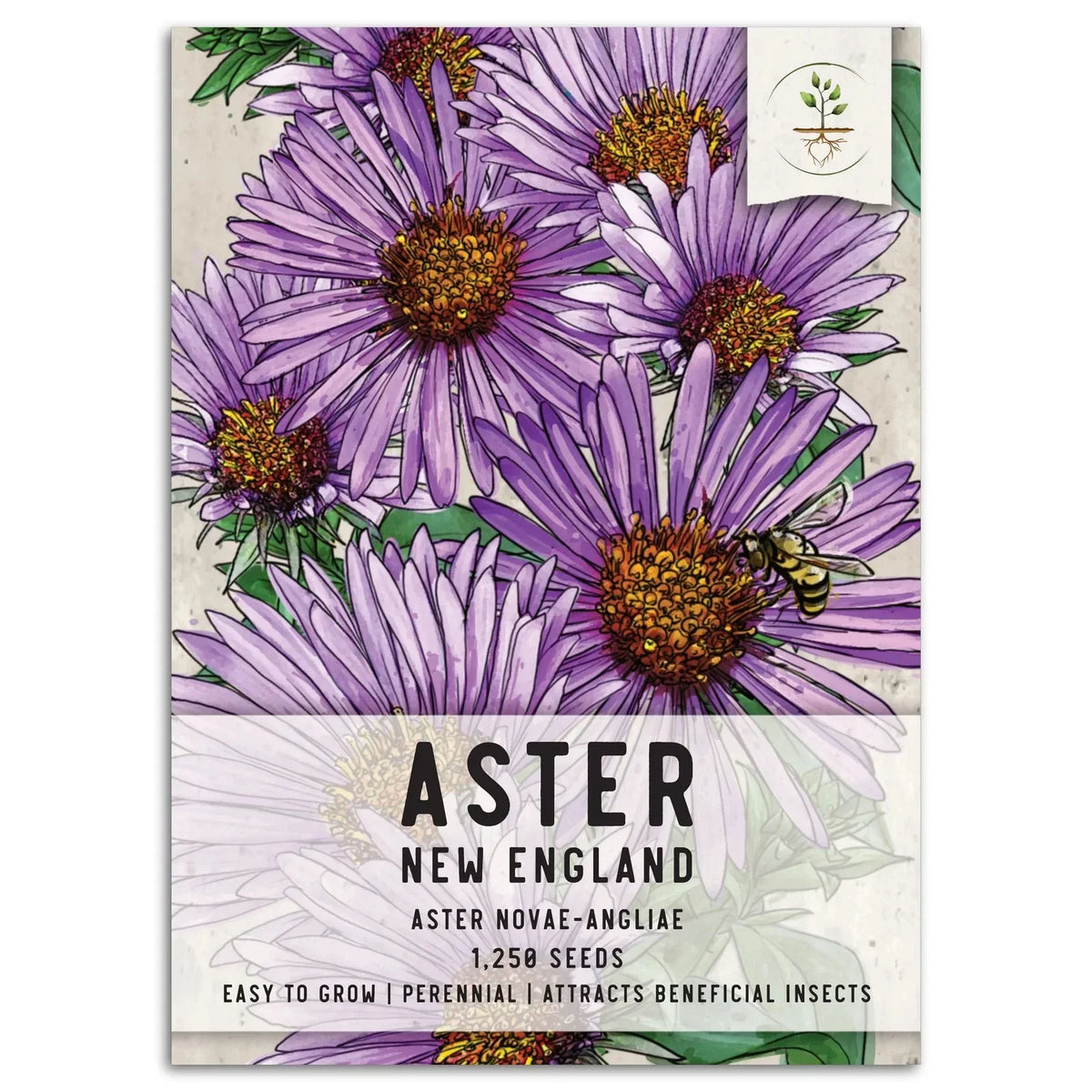 New England Aster Seeds - Purple Blooms, Aster novae-angliae