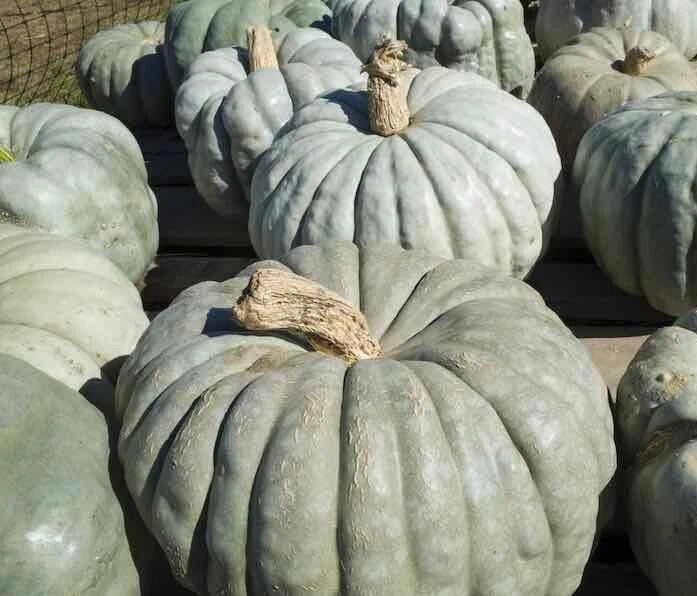 Jarrahdale Pumpkin Seeds 20 Pack, Large Green Gray Cucurbita maxima, Vining Garden Seeds for Fall Decoration and Cooking
