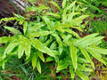 Ribbon Fern Seeds 1000 Count, Hardy to 10°F, Pteris cretica, Shade-Garden Fern, Indoor & Outdoor Planting