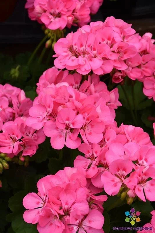 25+ Patriot Tickled Pink Geranium Seeds - Pelargonium x hortorum Flower Seeds for Garden Beds & Containers
