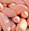 Jumbo Pink Banana Squash Seeds | Heirloom Cucurbita maxima for Gardening | Pink Skin, Vining, Non-GMO Seed Packet