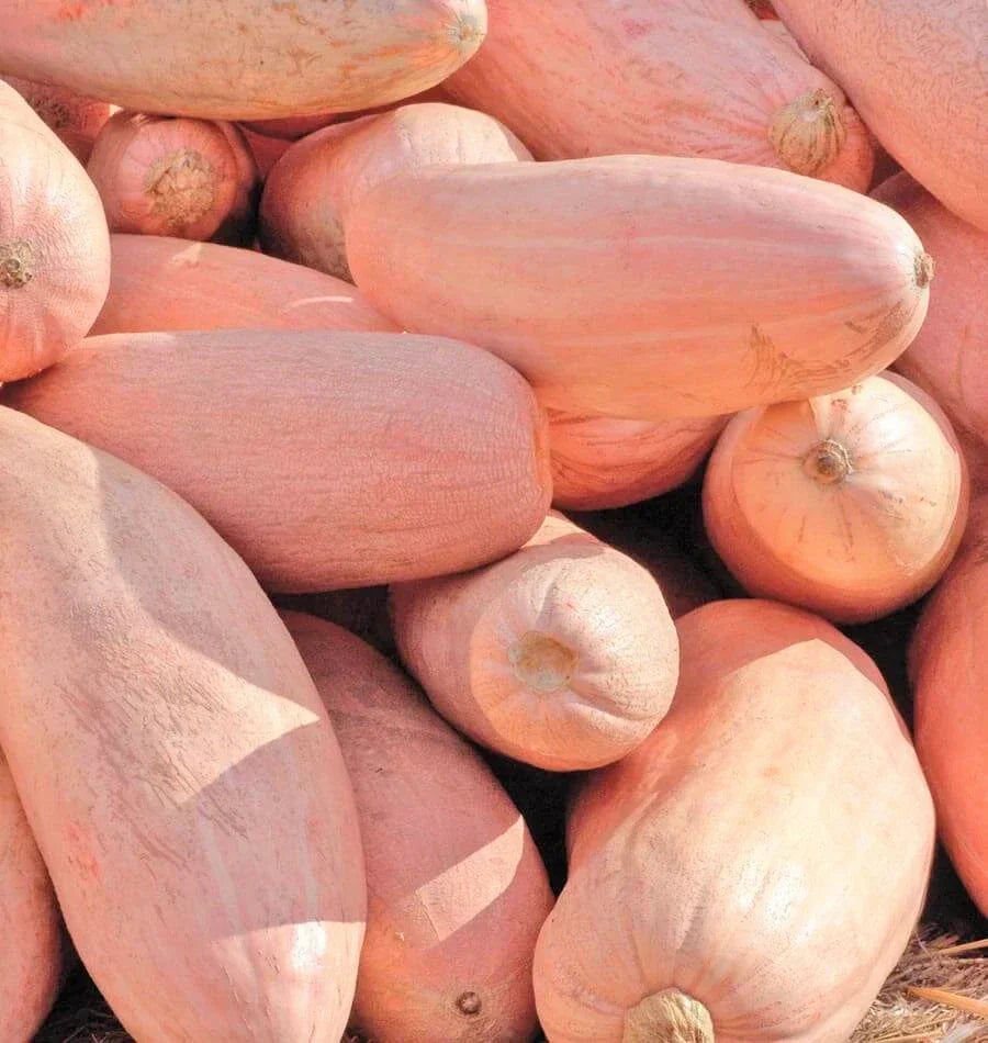 Jumbo Pink Banana Squash Seeds | Heirloom Cucurbita maxima for Gardening | Pink Skin, Vining, Non-GMO Seed Packet