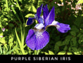 Live Purple Siberian Iris Rhizome Starter Plants – Perennial Iris sibirica for Borders & Water Gardens