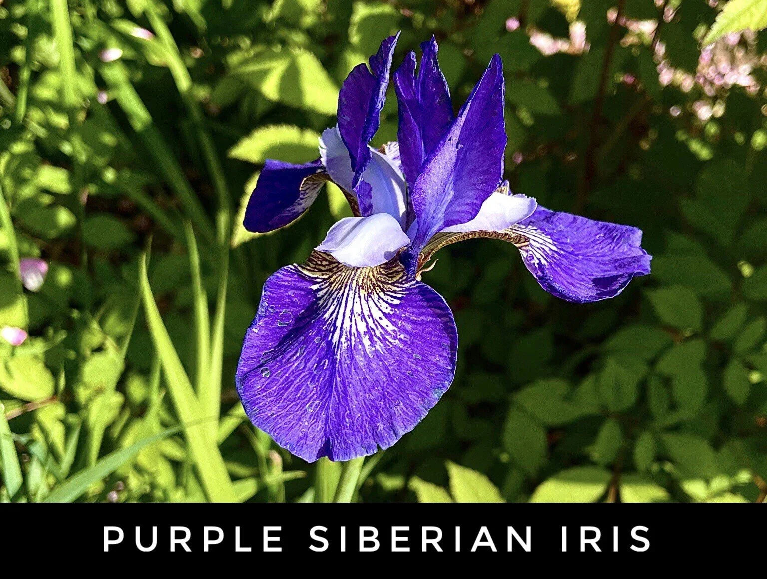 Live Purple Siberian Iris Rhizome Starter Plants – Perennial Iris sibirica for Borders & Water Gardens