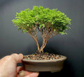 Mame Bonsai Tree Tsukumo Cypress 7 Years | Chamaecyparis Pisifera in Japanese Pot