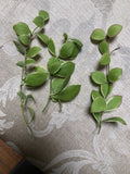 Hoya Heuschkeliana Variegated Plant Cutting | Indoor Tropical Foliage for Home Decor | Easy Care, Unique Variegation