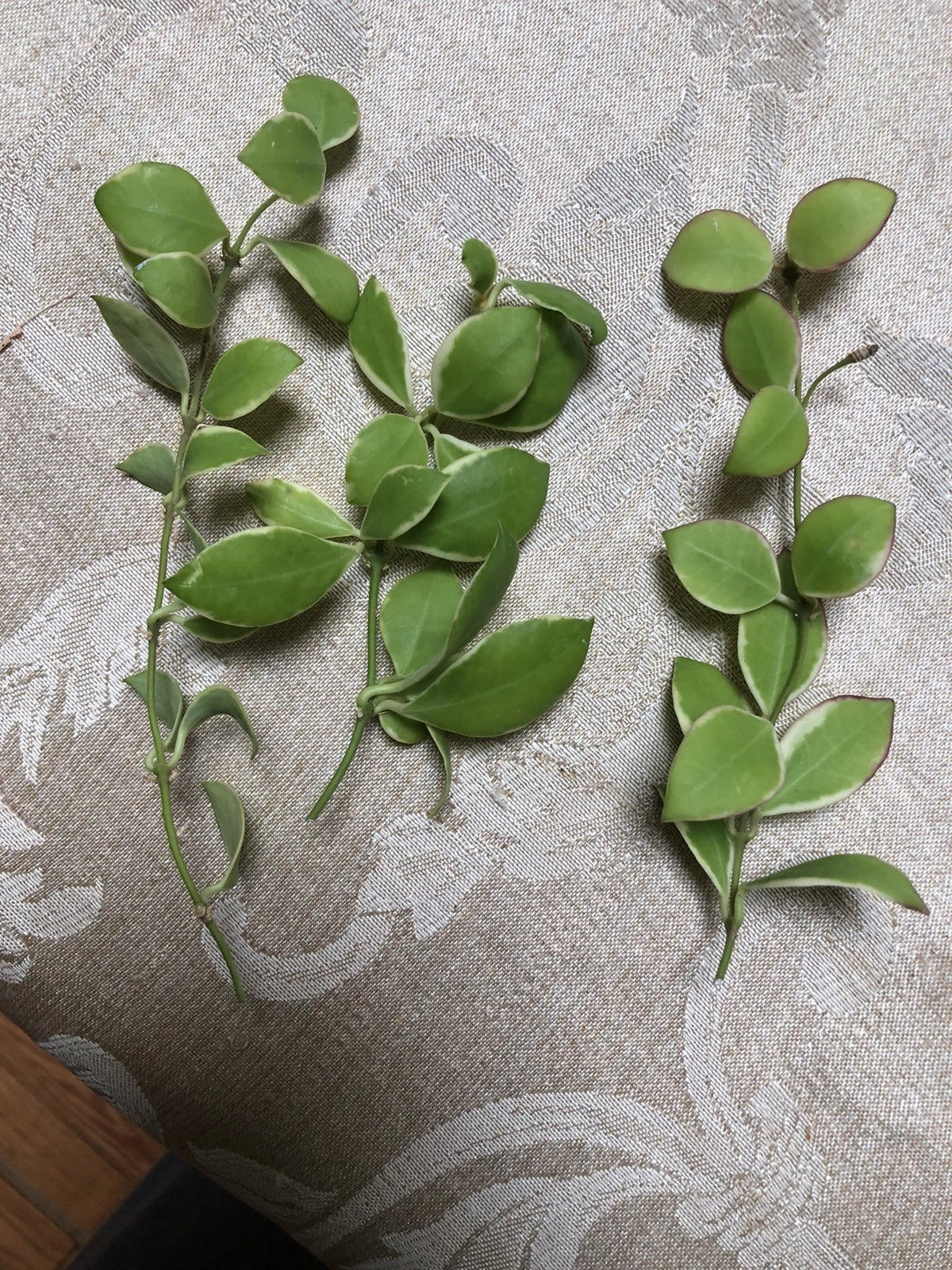 Hoya Heuschkeliana Variegated Plant Cutting | Indoor Tropical Foliage for Home Decor | Easy Care, Unique Variegation