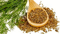 Organic Cumin Seeds - Culinary Grade, Non-GMO, 50+ Seeds, Cuminum cyminum, Annual Herb for Cooking & Gardening