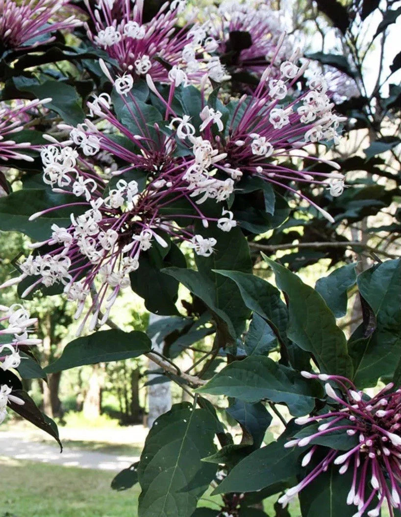 Shooting Star Plant Cuttings - 6 Quad Propagation Clippings - Clerodendrum quadriloculare 'Starburst' Indoor Garden Decor