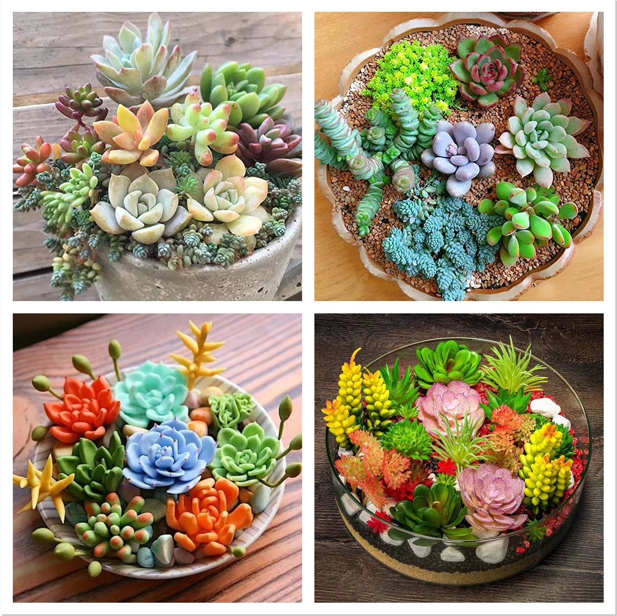 100pcs Rare Succulent Seeds Mix for DIY Bonsai & Ornamental Garden Planting, Indoor & Outdoor Varieties