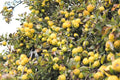 Golden Delicious Apple Tree Cuttings 6+5 Organic Scions for Grafting, Malus domestica