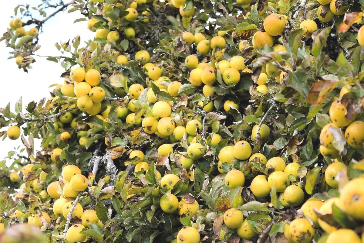 Golden Delicious Apple Tree Cuttings 6+5 Organic Scions for Grafting, Malus domestica