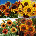 Sunflower Seeds - Landscaper's Pack Sunset Mix Tall Branching - Helianthus annuus - 200 Seeds for Autumn Garden Display