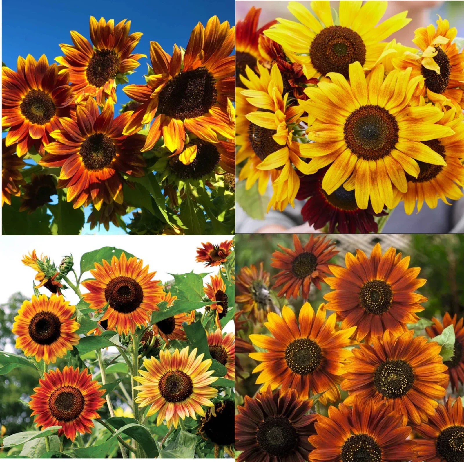 Sunflower Seeds - Landscaper's Pack Sunset Mix Tall Branching - Helianthus annuus - 200 Seeds for Autumn Garden Display