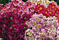 Butterfly Flower Seeds - Angel Wings Mix - 100+ Non-GMO Seeds for Pollinators & Gardens