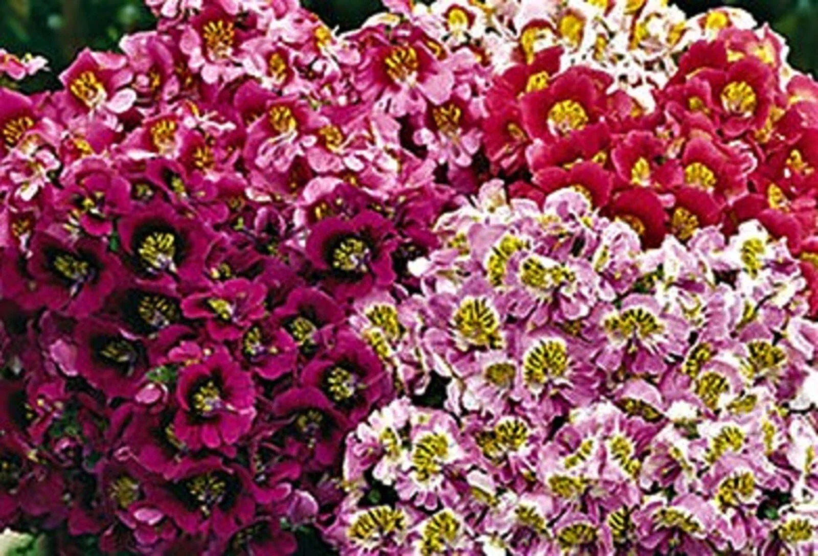 Butterfly Flower Seeds - Angel Wings Mix - 100+ Non-GMO Seeds for Pollinators & Gardens