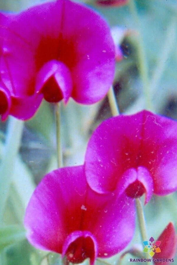 Lathyrus tingitanus Annual Sweet Pea Seeds – Climbing Vine, Vibrant Flowers, Fragrant Blooms, 50+ Pack, Garden Flower Seeds