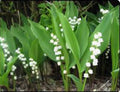 Lily of the Valley Bare Root Perennial Plants – 12+ Fragrant White Flowers, Convallaria majalis for Shade Garden