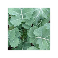 Kale Seeds 1,000 Count Non-GMO Heirloom Brassica oleracea 'Hanover' for Home Gardening