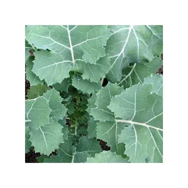 Kale Seeds 1,000 Count Non-GMO Heirloom Brassica oleracea 'Hanover' for Home Gardening