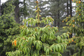 Morinda Spruce Seeds - 30 Picea smithiana Evergreen Tree Seeds for Gardening, Landscaping, and Wildlife Habitat
